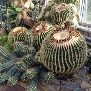 Winter garden - Cacti garden