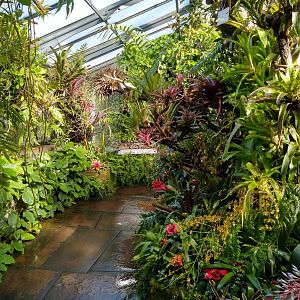 Winter garden - Epiphytes garden