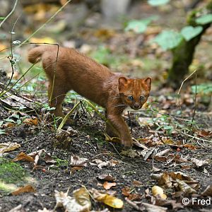jaguarundi (3 months)