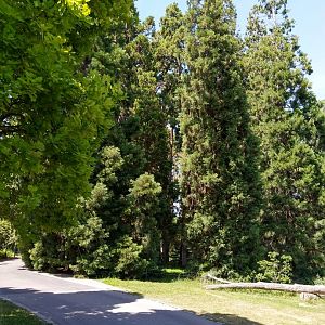 Upper zoo - Giant redwood