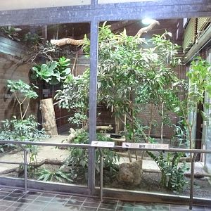 Giraffe house - Congo peafowl aviary