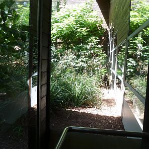 Giraffe house - Congo peafow outdoors aviary