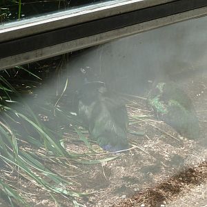 Giraffe house - Congo peafowl (Afropavo congensis)
