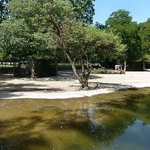 Somali wild ass enclosure