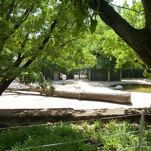 Grèvy zebra and Saharan dorcas gazelle enclosure