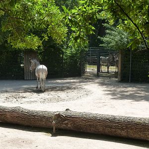 Grèvy zebra and Saharan dorcas gazelle enclosure