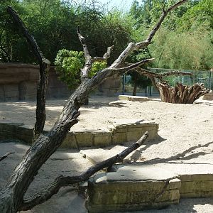 Suricate enclosure