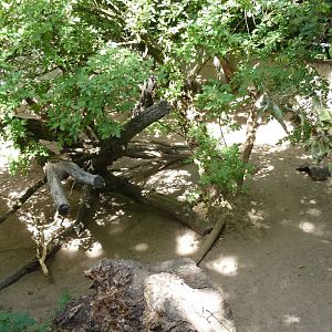 Tapir house - Enclosure for Sulawesi babirusa