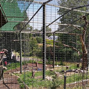 Eurasian griffon vulture aviary