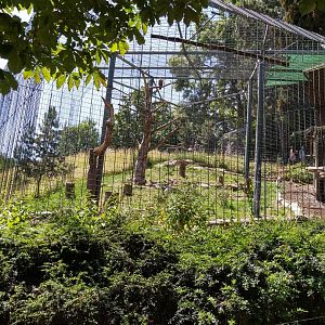 Eurasian griffon vulture aviary