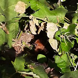 Giant wood-rail chick (Aramides ypecaha)