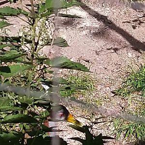 Great Aviary - Giant wood-rail (Aramides ypecaha