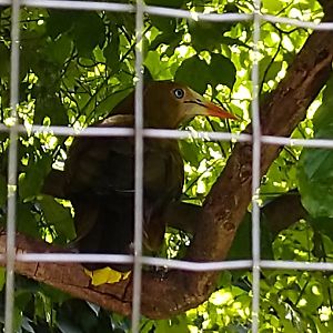 Great Aviary - Green oropendola (Psarocolius viridis)