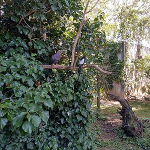Great Aviary - African olive pigeon (Columba arquatrix) and magpie shrike (Urolestes melanolleuca)