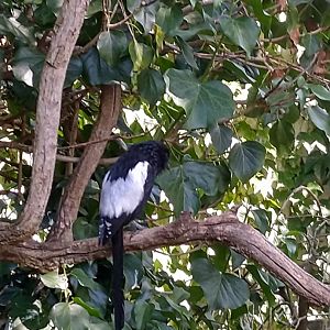 Great aviary - Magpie shrike (Urolestes melanolleuca)