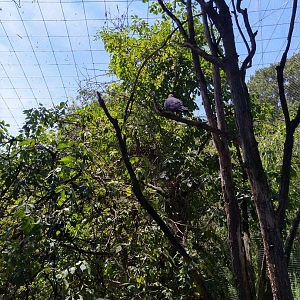 Great Aviary - Africa aviary