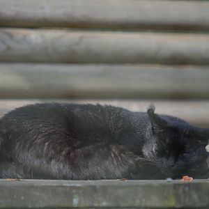 Asha, Jungle Cat, Hoo Zoo/Farm