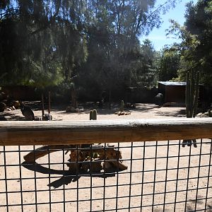 Australian Paddock (Eastern Grey Kangaroos, Emus, and Cape Barren Geese)