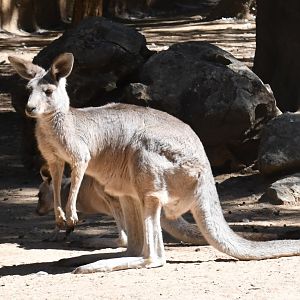 Eastern Grey Kangaroo