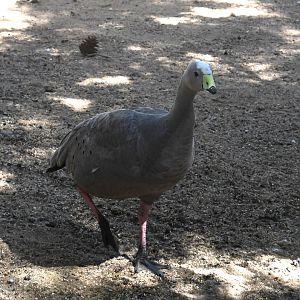 Cape Barren Goose