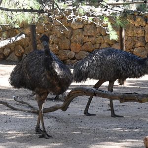 Emus
