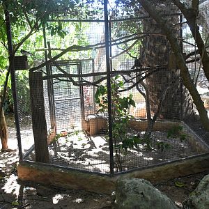 Aviary (Blue-faced Honeyeater and Crested Partridge)