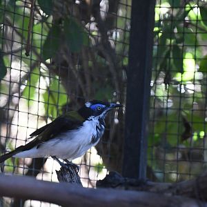 Blue-faced Honeyeater