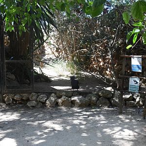 Aviary (Western Crowned Pigeon, Mountain Peacock-Pheasant, Bali Mynah)
