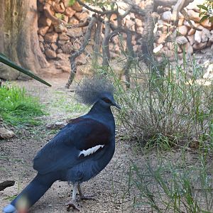 Western Crowned Pigeon