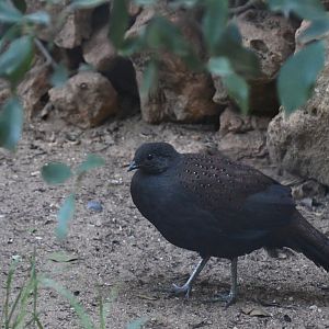 Mountain Peacock-Pheasant