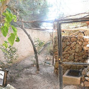 Aviary (Blue-throated Piping Guan, Green Magpie)