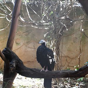 Blue-throated Piping Guan