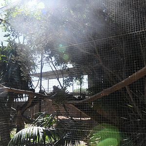 Aviary (Blue-billed Curassow, Red-billed Blue Magpie)