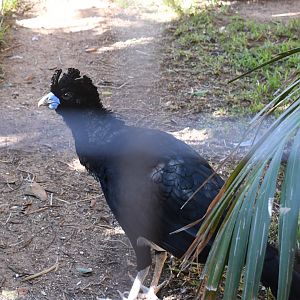 Blue-billed Curassow