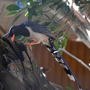 Red-billed Blue Magpie