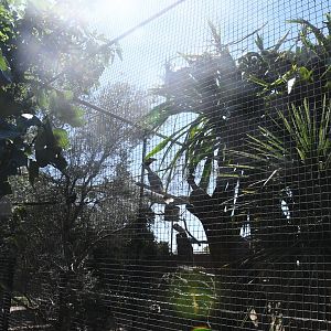 Aviary (Great Indian Hornbill)