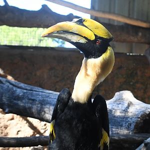 Great Indian Hornbill