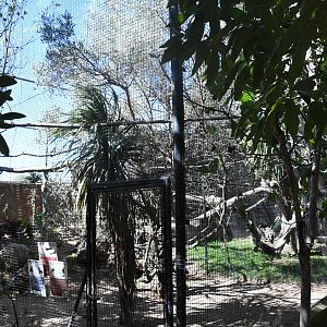 Aviary (Visayan Tarictic Hornbill, Sclater's Crowned Pigeon, Golden Pheasant)