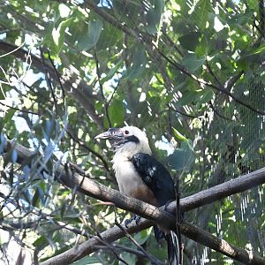 Visayan Tarictic Hornbill