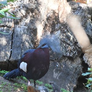 Sclater's Crowned Pigeon