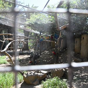 Macaws Aviary