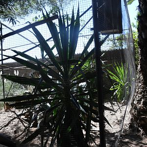 Aviary (Scarlet Macaws and Bare-faced Curassow)