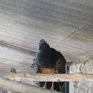 Bare-faced Curassow