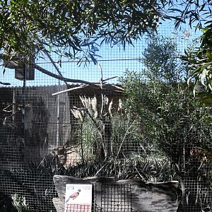 Aviary (Great Curassow)
