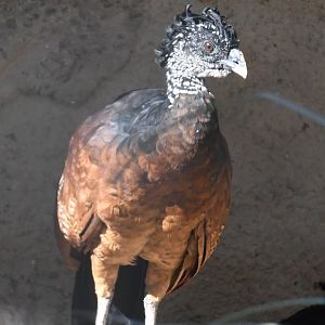 Great Curassow