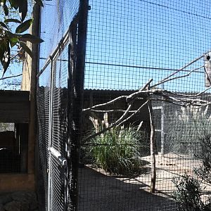 Aviary (Himalayan Monal, Eclectus Parrot, Rose-breasted Cockatoo)