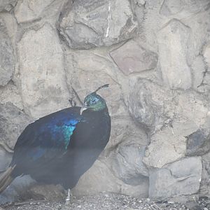 Himalayan Monal