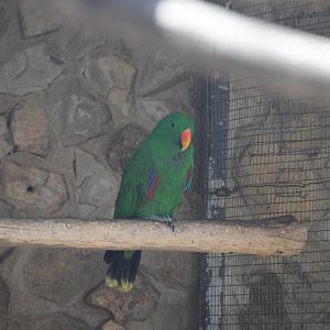 Eclectus Parrot