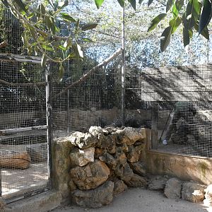 Aviary (Porcupines and African Birds)