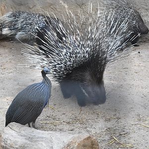 Cape Crested Porcupine and Vulturine Guineafowl